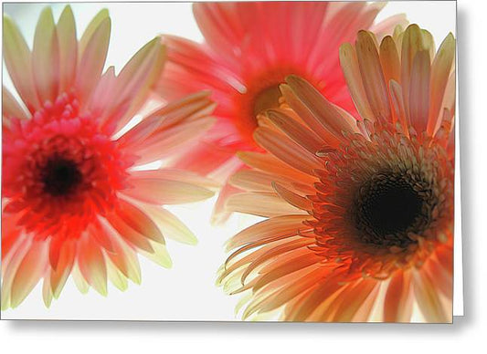 Flowers 2602 - Greeting Card
