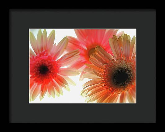 Flowers 2602 - Framed Print