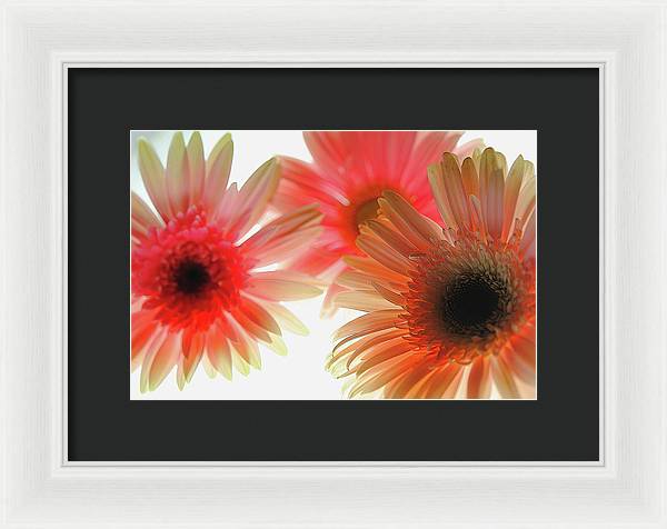Flowers 2602 - Framed Print
