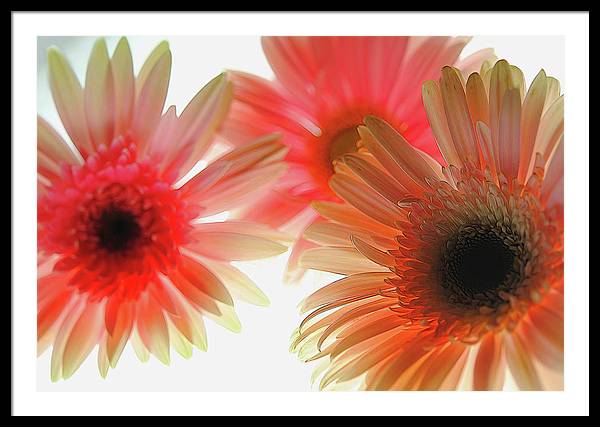 Flowers 2602 - Framed Print