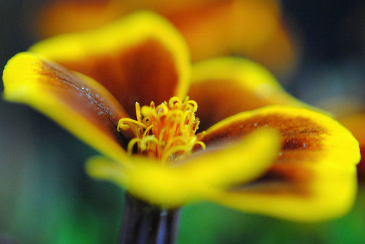 Flowers 177 Digital Image Download