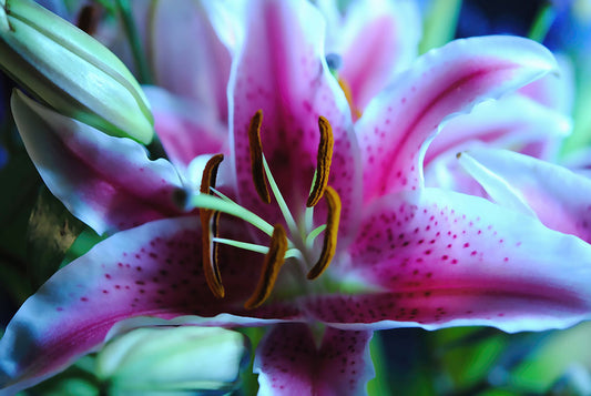 Flowers 32 Digital Image Download