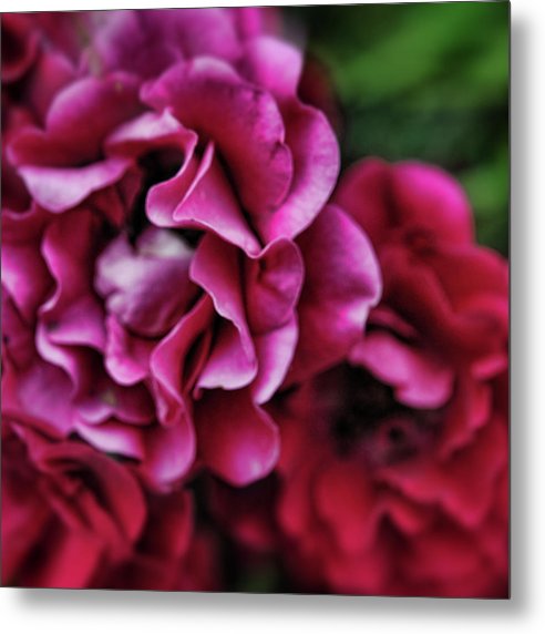 Fuchsia Flowers - Metal Print