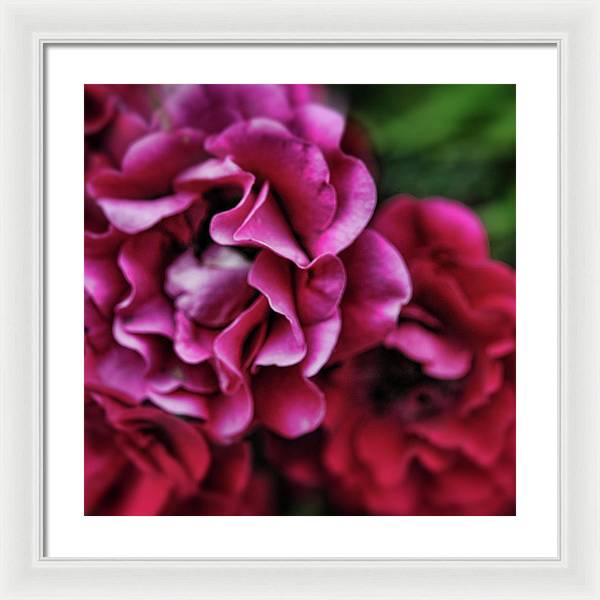 Fuchsia Flowers - Framed Print