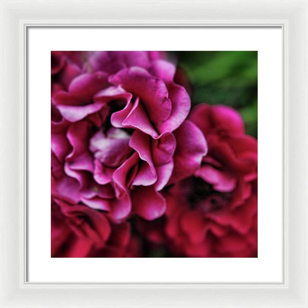 Fuchsia Flowers - Framed Print