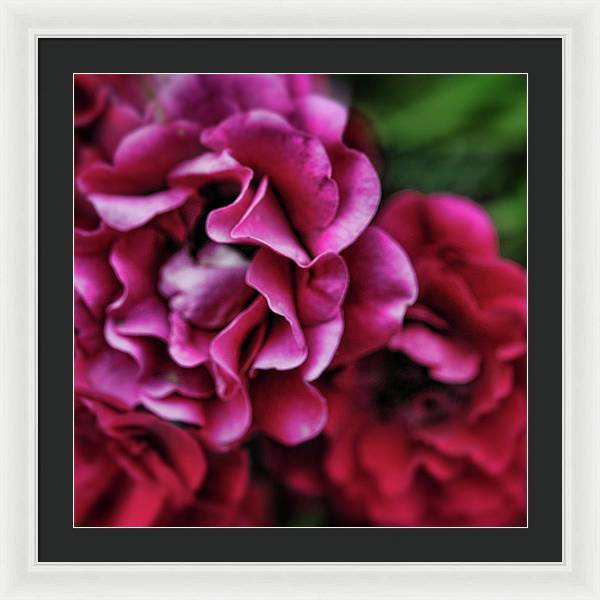 Fuchsia Flowers - Framed Print