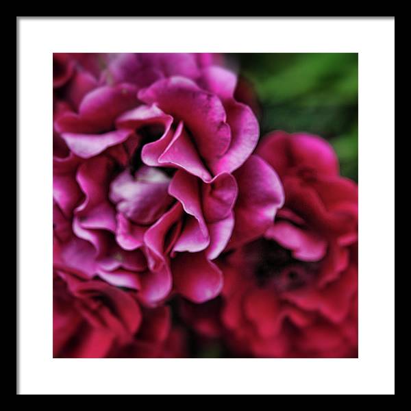 Fuchsia Flowers - Framed Print