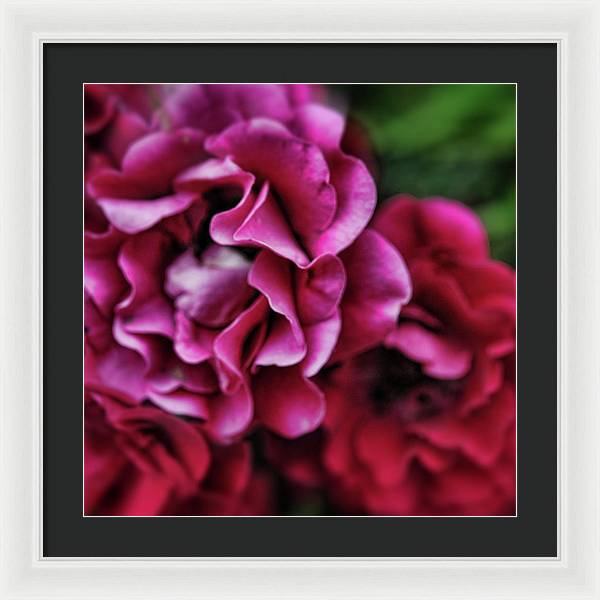 Fuchsia Flowers - Framed Print