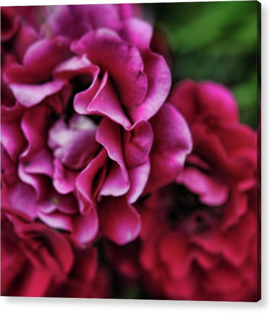Fuchsia Flowers - Acrylic Print