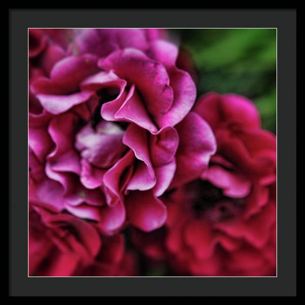 Fuchsia Flowers - Framed Print
