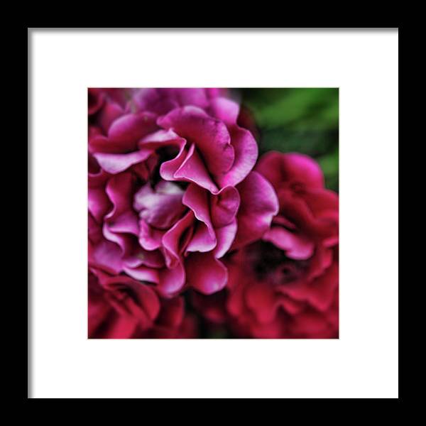 Fuchsia Flowers - Framed Print