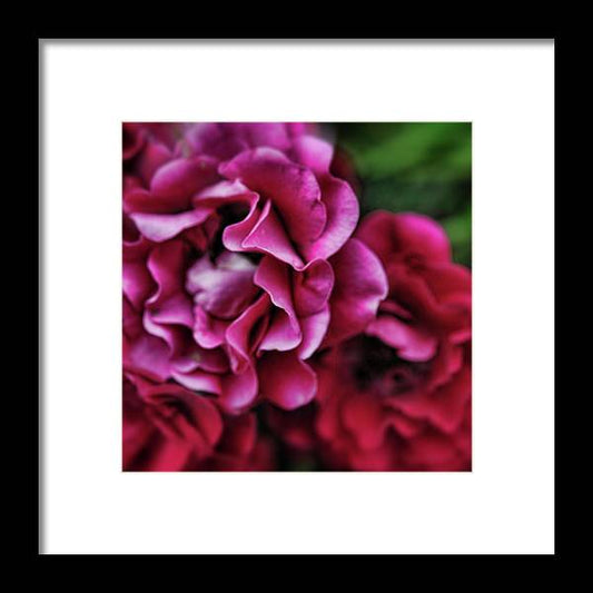 Fuchsia Flowers - Framed Print