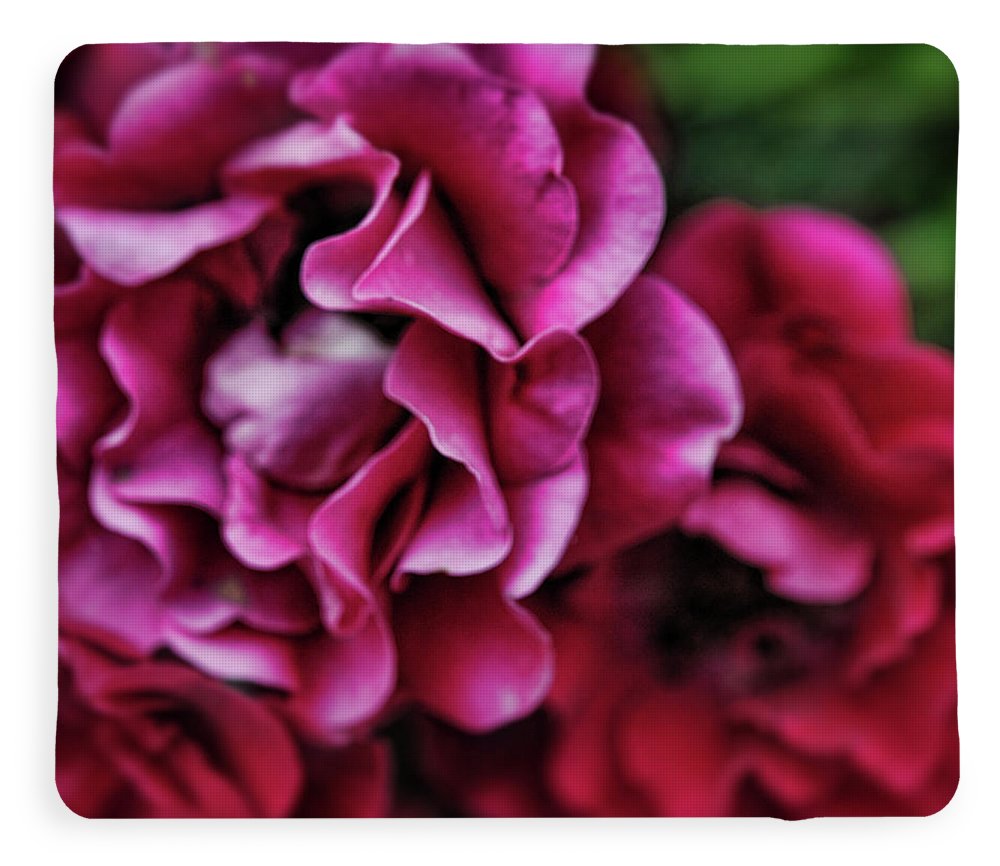 Fuchsia Flowers - Blanket