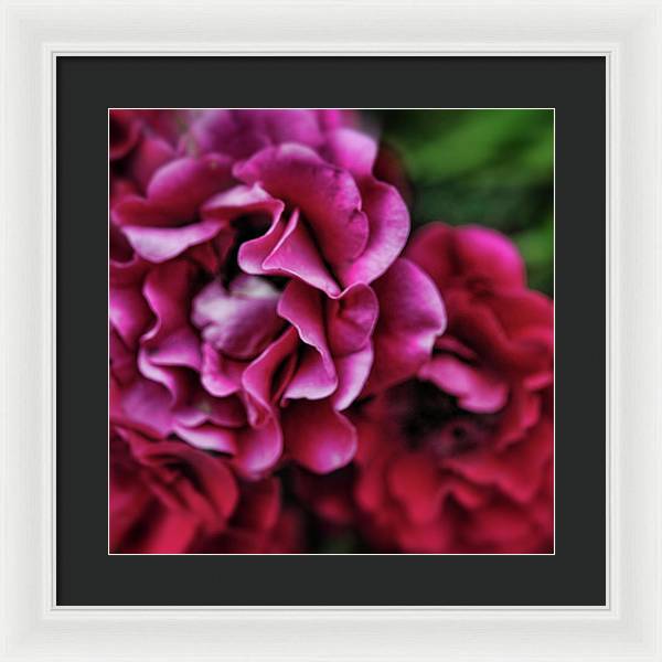 Fuchsia Flowers - Framed Print