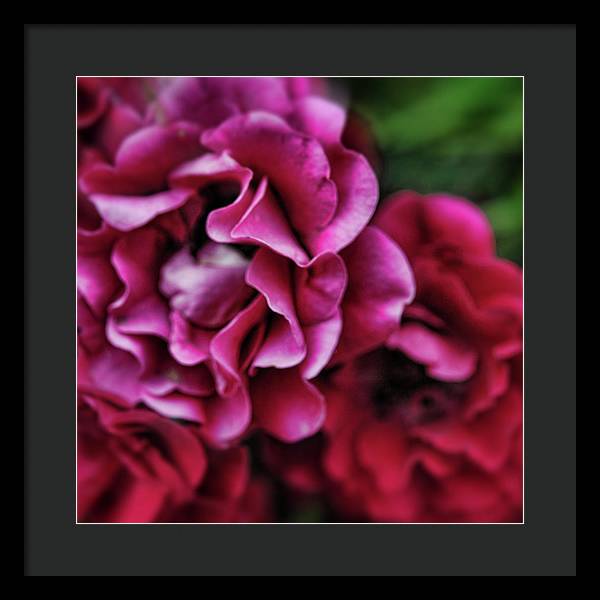 Fuchsia Flowers - Framed Print