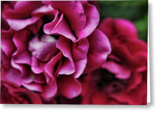 Fuchsia Flowers - Greeting Card