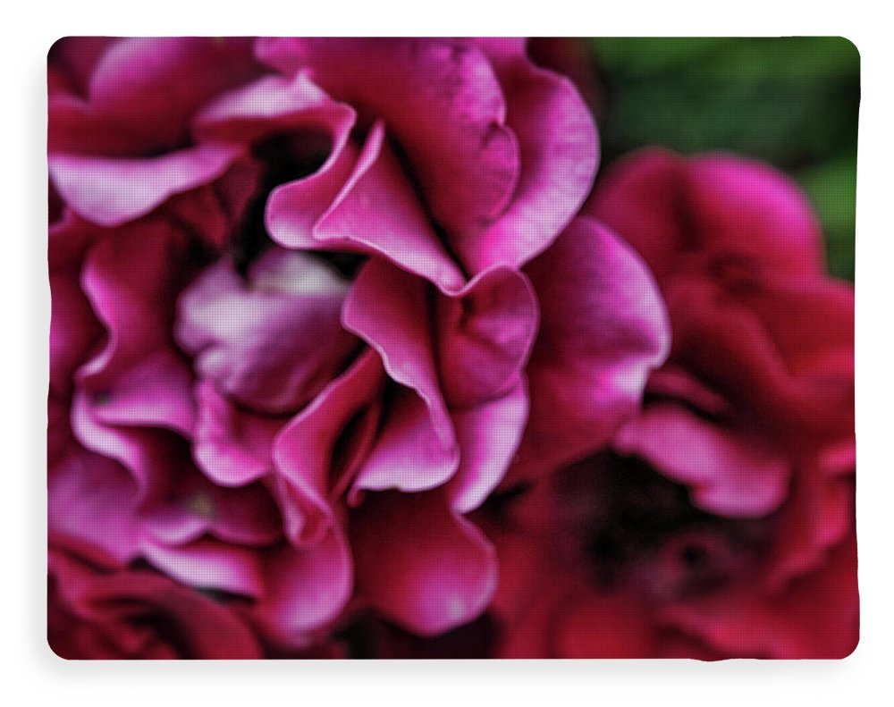 Fuchsia Flowers - Blanket