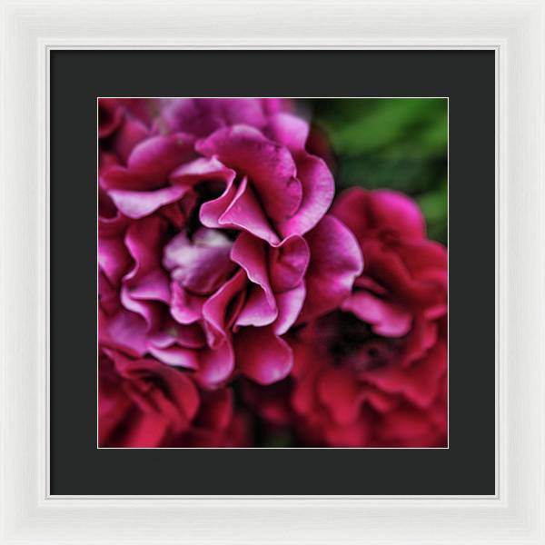 Fuchsia Flowers - Framed Print