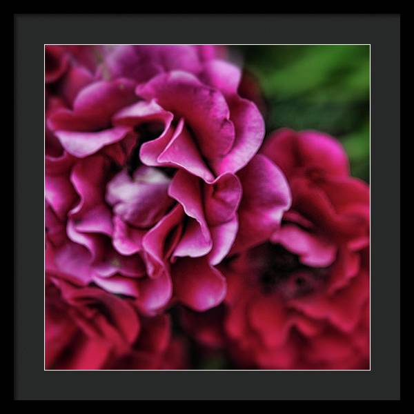 Fuchsia Flowers - Framed Print