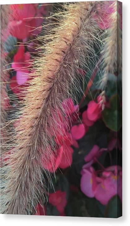 Grass and Geraniums - Canvas Print