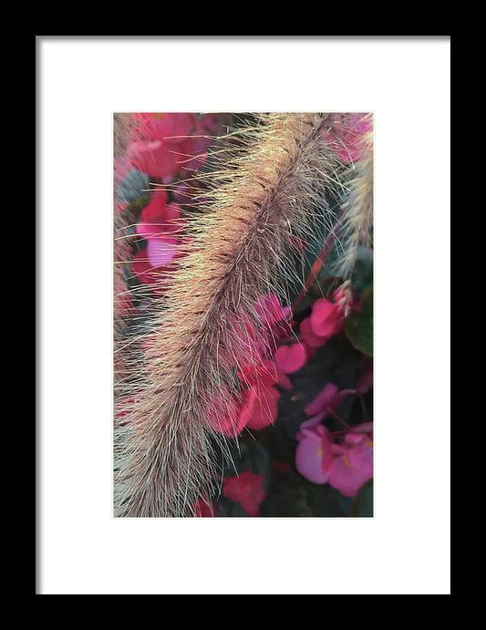 Grass and Geraniums - Framed Print
