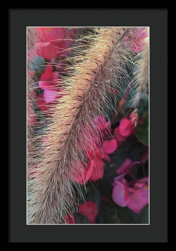 Grass and Geraniums - Framed Print