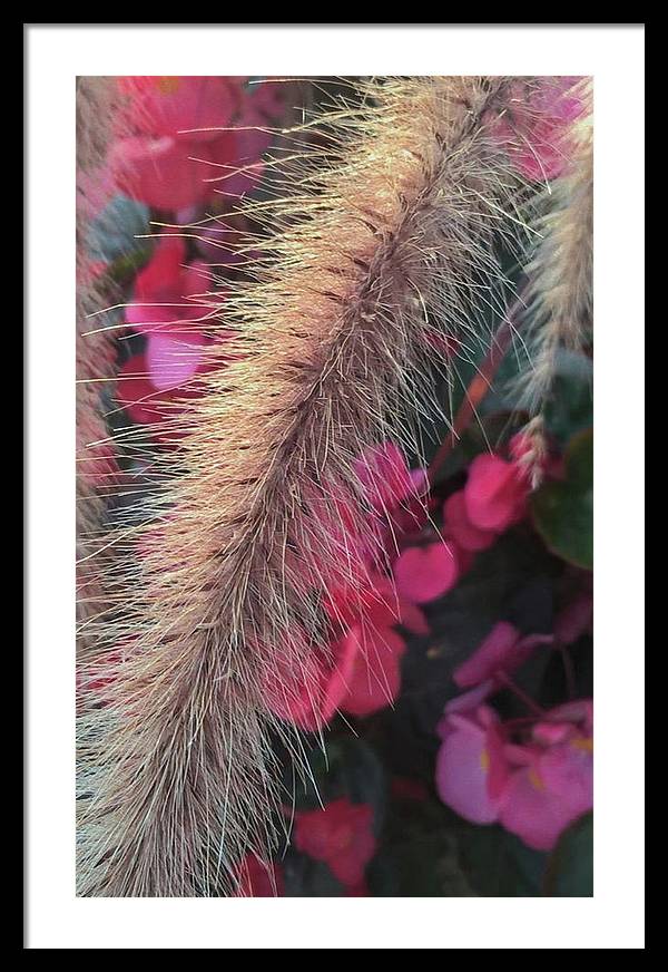 Grass and Geraniums - Framed Print