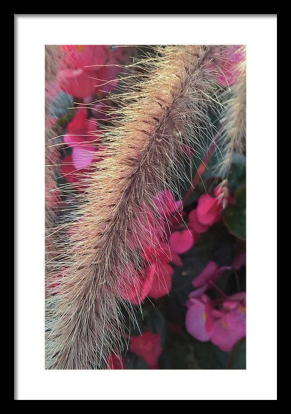 Grass and Geraniums - Framed Print