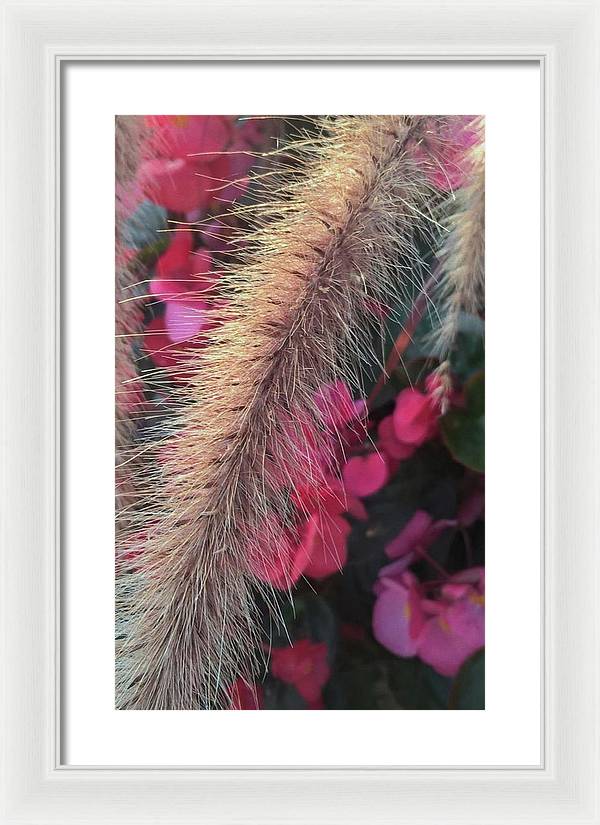 Grass and Geraniums - Framed Print