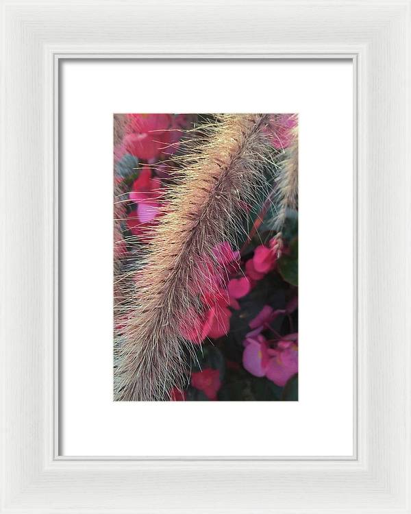 Grass and Geraniums - Framed Print