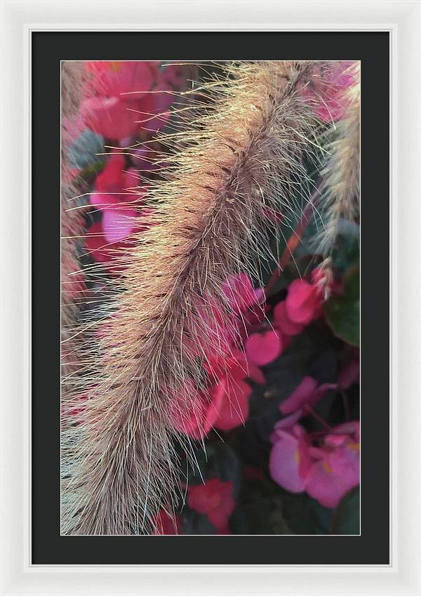 Grass and Geraniums - Framed Print