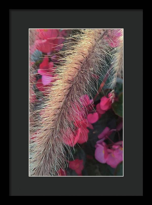 Grass and Geraniums - Framed Print