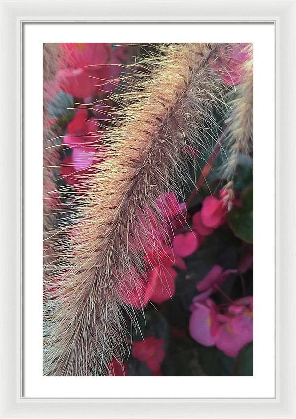 Grass and Geraniums - Framed Print