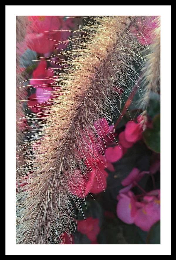 Grass and Geraniums - Framed Print