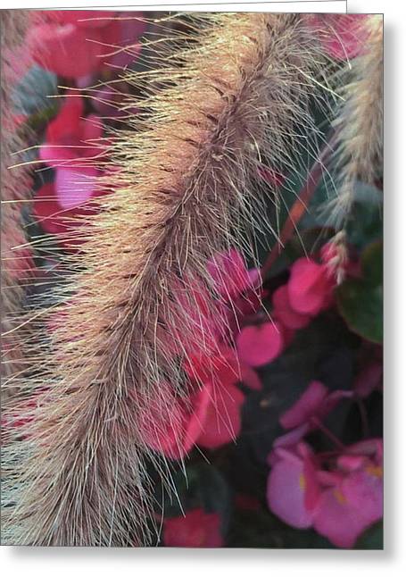 Grass and Geraniums - Greeting Card