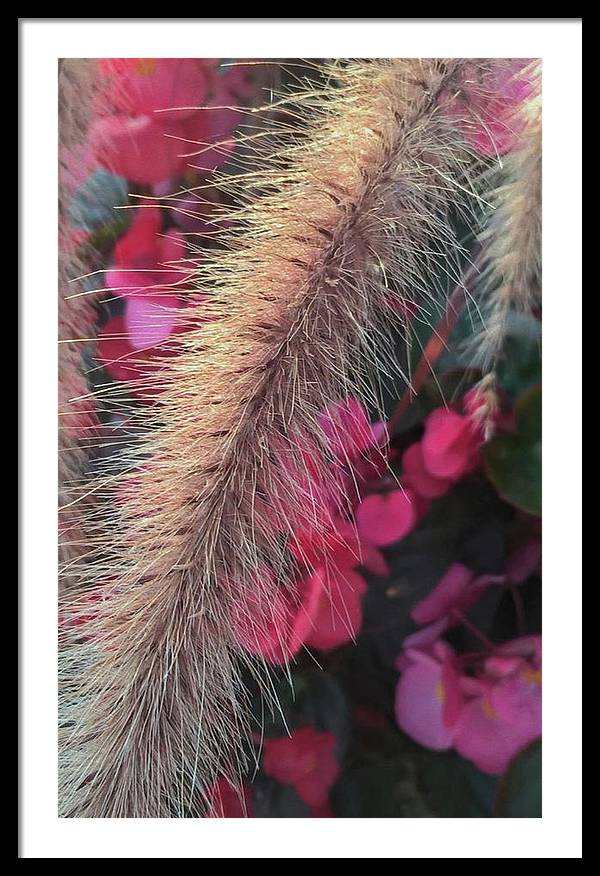 Grass and Geraniums - Framed Print