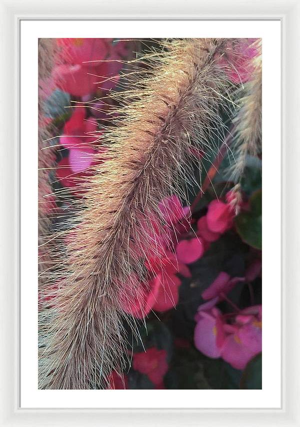 Grass and Geraniums - Framed Print