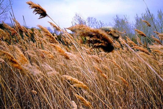 Grassy Field Digital Image Download