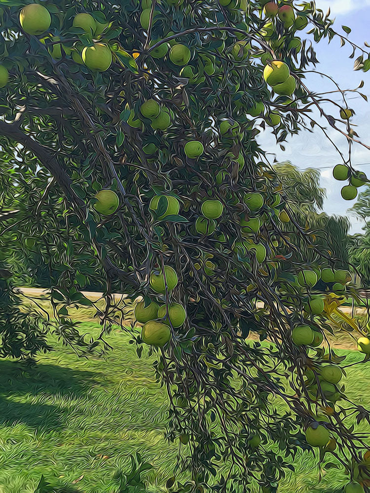 Green Apple Treebranch Digital Image Download