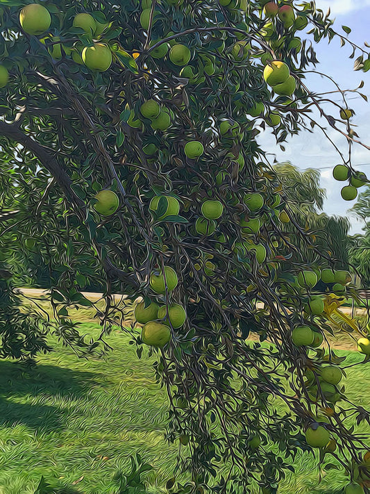 Green Apple Treebranch Digital Image Download