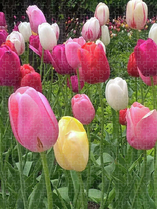 Home Chicago Tulips - Puzzle