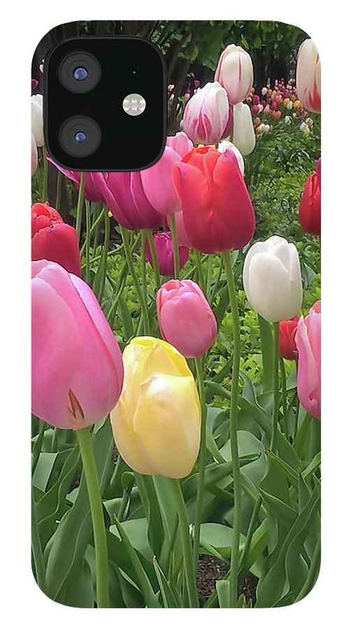 Home Chicago Tulips - Phone Case