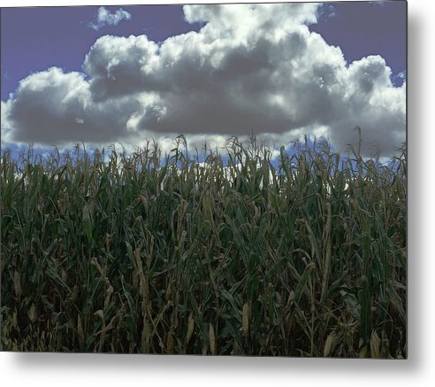 Illinois Corn - Metal Print