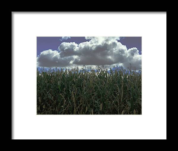 Illinois Corn - Framed Print