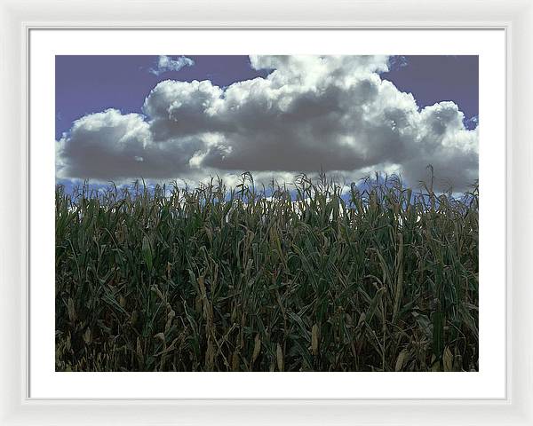 Illinois Corn - Framed Print
