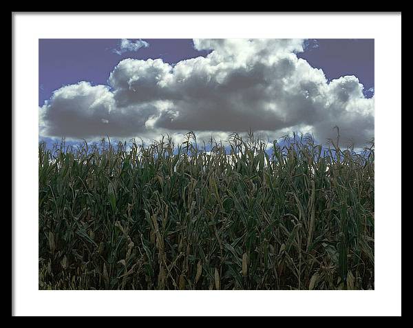 Illinois Corn - Framed Print