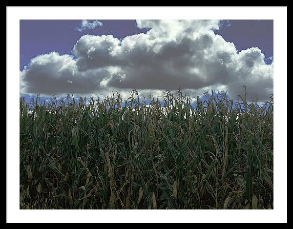 Illinois Corn - Framed Print