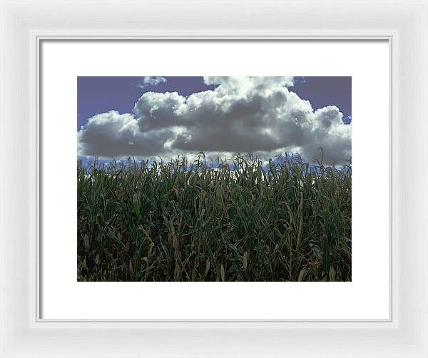 Illinois Corn - Framed Print
