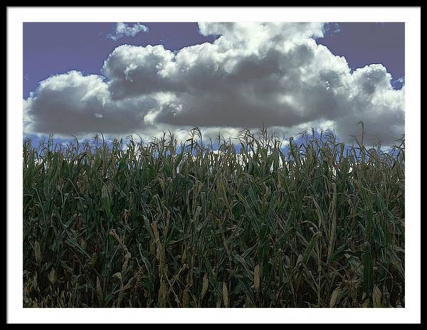 Illinois Corn - Framed Print