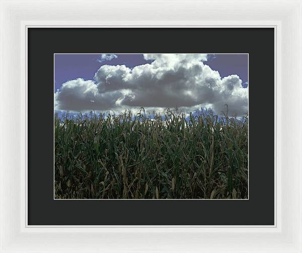 Illinois Corn - Framed Print